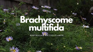 Brachyscome multifida  Australian Native Plant Profile  Pollinator Attracting Plants [upl. by Senalda391]