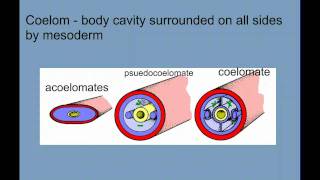 Invertebrate Diversity Part 1  Porifera to Annelids [upl. by Ahsiri644]