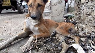 The paralysed dog who never gave up Sydneys amazing rescue story [upl. by Eytteb983]