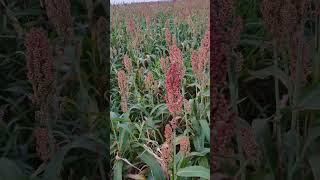 Sorgo Advanta 1151 Igrowth no Paraná [upl. by Kezer713]