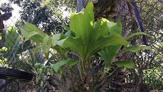 COMO CULTIVAR CATASETUM [upl. by Oam]