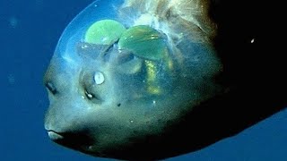 The barreleye fish is one of the most mysterious creatures on the planet [upl. by Inalem]