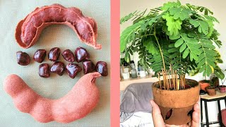 زراعة بذور التمر الهندي  How to Grow Tamarind from Seed  Germinating Tamarind Seeds [upl. by Phenica]