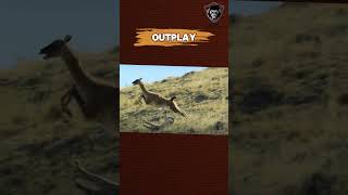 Cougar Attack Guanaco animals attack shorts [upl. by Blondy]