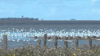 Beleef de Wadden Landschappen van Nederland van oost naar west Unesco Werelderfgoed [upl. by Pandich]