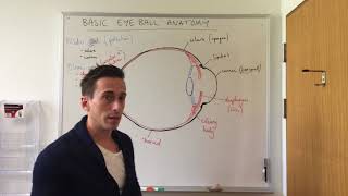 Basic Eye Anatomy and Physiology [upl. by Sej]