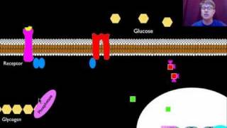 Signal Transmission and Gene Expression [upl. by Ajan845]