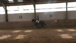 5 Jähriges Sportpony Dressur Raphael Netz [upl. by Tlok448]