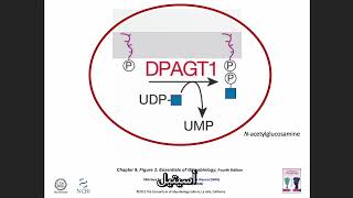 Fp9 Serological Tests Reveal Evolutionary Relationships [upl. by Hirasuna712]