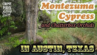 EDWARDS PLATEAU BOTANY amp Montezuma Cypress in Central Texas [upl. by Nelon]