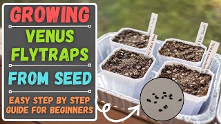 Growing Venus Flytraps From Seed For Beginners  Easy Step By Step Guide [upl. by Acimad557]