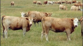 Dennis Bjelland  1030 October Grass Heifers  110 Head Patricia AB [upl. by Akamahs]