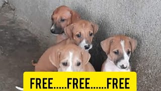 chippiparai dog tamil  chippiparai dog sale  chippiparai puppy free [upl. by Aisatsanna837]