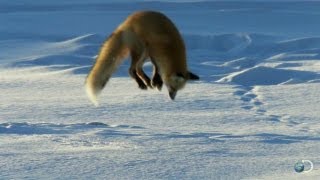 Fox Dives Headfirst Into Snow  North America [upl. by Lowe326]