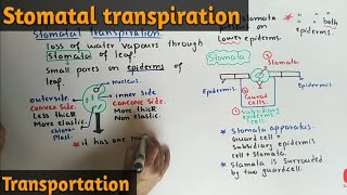 Stomatal Transpiration Detailed Lecture  Class 11 Biology [upl. by Lamhaj890]