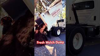 Fresh Mulch Dump on Jobsite dumptruck mulch hydraulics heavyequipment landscaping truckee job [upl. by Narah397]