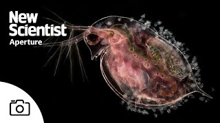 The microscopic beauty of plankton – and their predators [upl. by Nevad450]