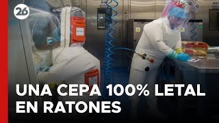 CHINA  La alarmante cepa mutante de coronavirus creada por científicos chinos [upl. by Esilram]