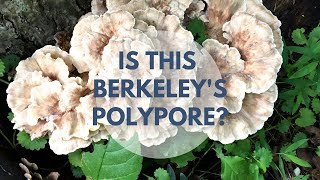 Berkeleys Polypore Mushroom Identification and Look Alike [upl. by Oam]