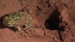 The Spadefoot Toad [upl. by Kaufmann634]