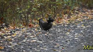 Maine Grouse Hunting Compilation [upl. by Rubi]