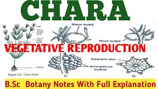 CHARA  VEGETATIVE REPRODUCTION   AMYLUM STAR BULBIL AMORPHOUS BULBIL PROTONEMA ZBC [upl. by Mort282]