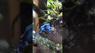 Tinctorius mating behavior dartfrogs [upl. by Rama]