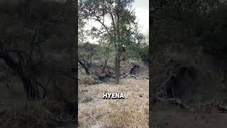 Macan tutul mencuri makanan hyena shorts [upl. by Jermain]