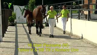 Veulenveiling Dronten  18  Utah Paulowna M  Tattoo H amp DB x Numero Uno [upl. by Verlee73]