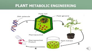 PLANT METABOLIC ENGINEERING [upl. by Tuckie763]