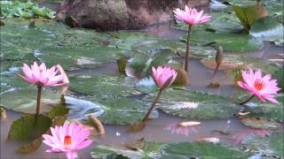 A Beautiful Buddhist Crystal MUSIC for Meditation Qigong  Yoga  Spa  amp TaiChi [upl. by Uzzial520]