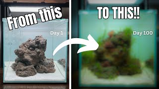 My First Ever Saltwater Aquarium Day 1 to 100 [upl. by Karl]