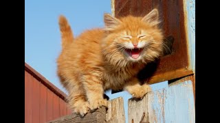 😺 Cheeky orange cats 🐈 Funny video with cats and kittens for the mood 😸 [upl. by Aleibarg527]