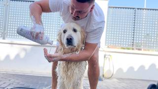 Golden Retriever Reacts to Take a Bath Outdoor Bailey Loves It [upl. by Joella]