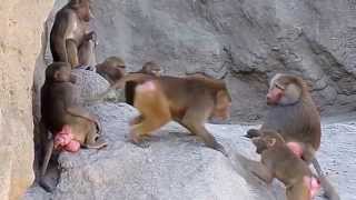 Which male Hamadryas Baboon is the stronger [upl. by Nihahs925]