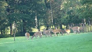 Edelheren Hinden en kalveren in de vroege ochtendvrije wildbaan [upl. by Htebasil]