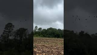 Opening Day of dove season dovehunting dovehunt limits mourningdove [upl. by Friedrich497]