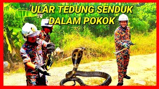 suara ular Tedung Selar Berkokok mirip Ayam hutan [upl. by Eilesor]