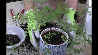 Maidenhair Fern Revival Part 1 [upl. by Eibbil]