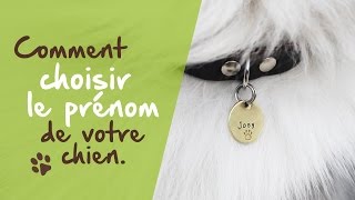 Bien choisir le nom de votre chien [upl. by Names]