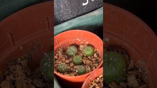 🌵Astrophytum Asterias and Myriostigma From Seeds  Cactus Collection 1 Year Old 2024 Growth Update [upl. by Aitnecserc]