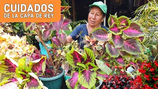 COMO Cuidar Coleus Cretona  COMO CUIDAR MIS PLANTAS CAPAS DE REY  Reproduce facil tus capas de rey [upl. by Brannon]