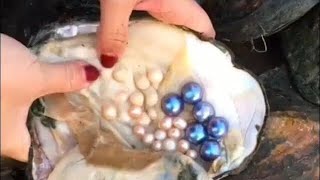 Real Pearls from Oyster  Taking out Pearls from Sea Shells  Opening Oyster Pearls [upl. by Diann341]