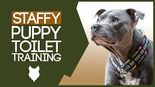 Staffordshire Bull Terrier Potty Training HOW TO TOILET TRAIN YOUR STAFFY PUPPY [upl. by Africa]