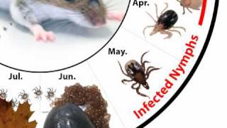 How Do Deer Ticks Become Infected With Lyme Disease [upl. by Chickie]