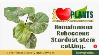 Homalomena Rubescens Stardust stem cutting होमलोमेना रूबेसेन्स स्टारडस्ट स्टेम कटिंग। [upl. by Dupre]