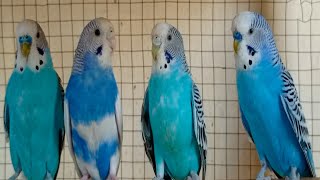 12 hr If your budgies don’t chirp playing this video will help lonely parakeet bird start to chirp [upl. by Durr]