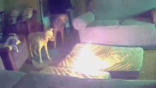 Dog Chews Through Battery Setting Living Room on Fire [upl. by Alvita]