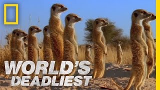 Meerkats Mob Rule  Worlds Deadliest [upl. by Nelak748]