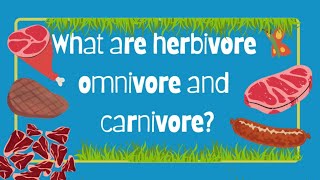 HERBIVORES  CARNIVORES amp OMNIVORES  TYPES OF ANIMALS  EATING HABITS OF ANIMALS [upl. by Og391]